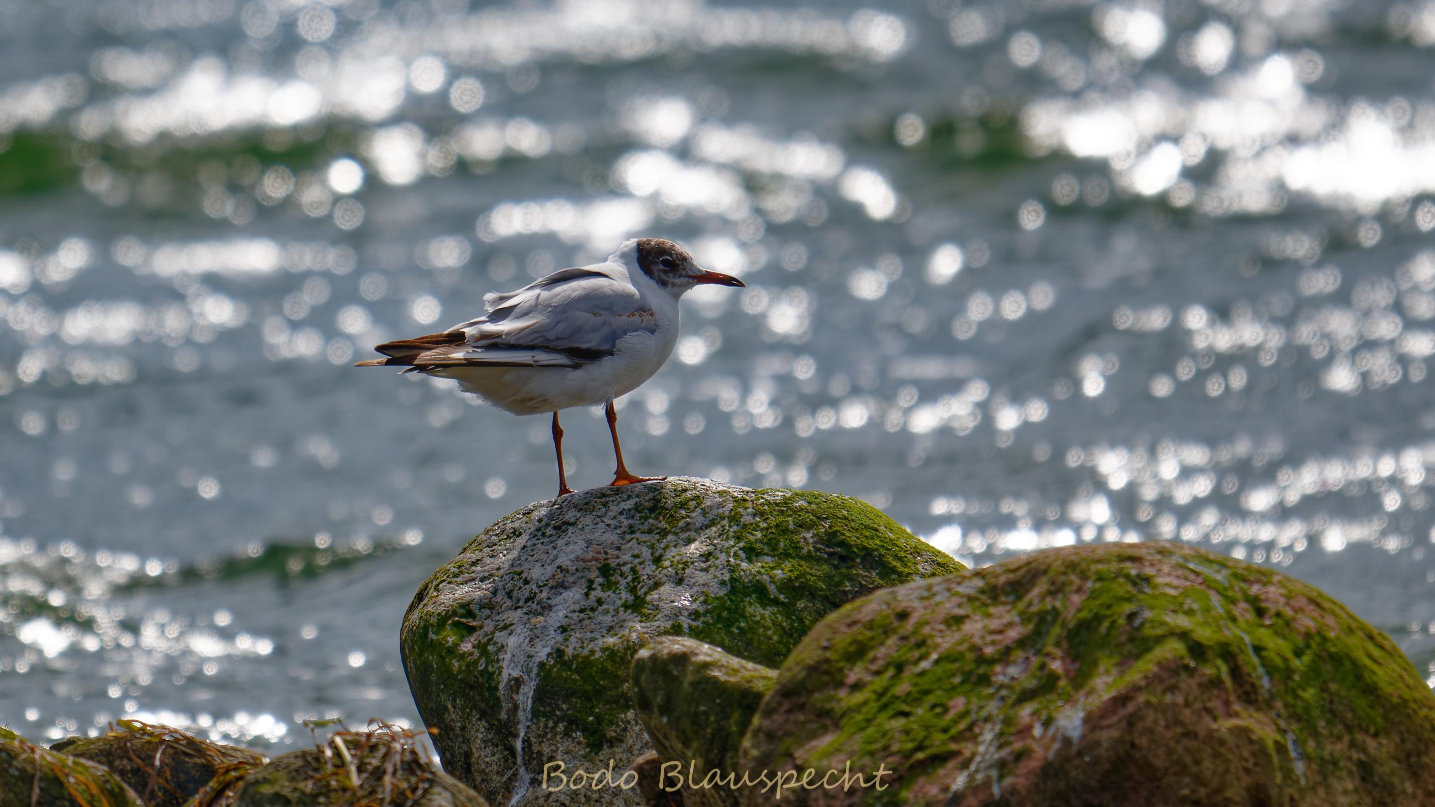 06.27 16.24 33   Natur   Maasholm HQ